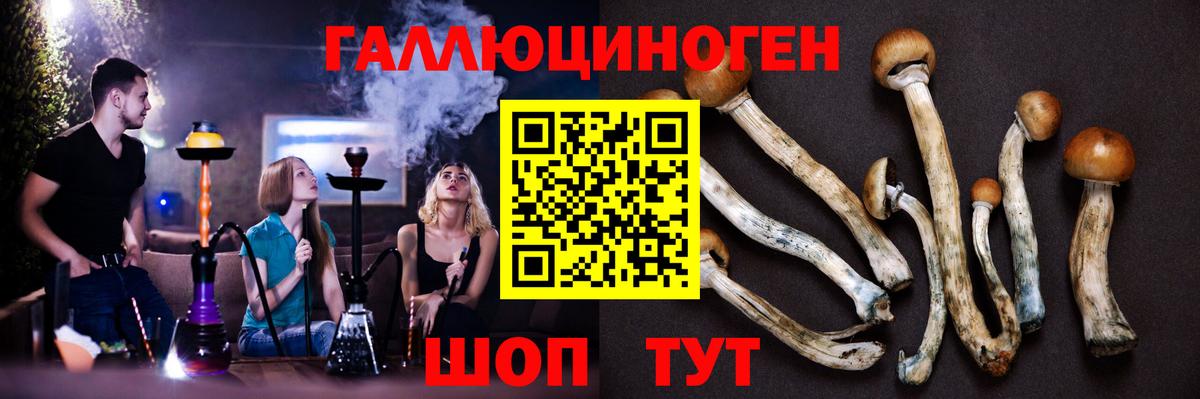 купить наркотики сайты  Вход с VPN  Псилоцибиновые грибы GOLDEN TEACHER  Владивосток  Галлюциногенные грибы прущие грибы 